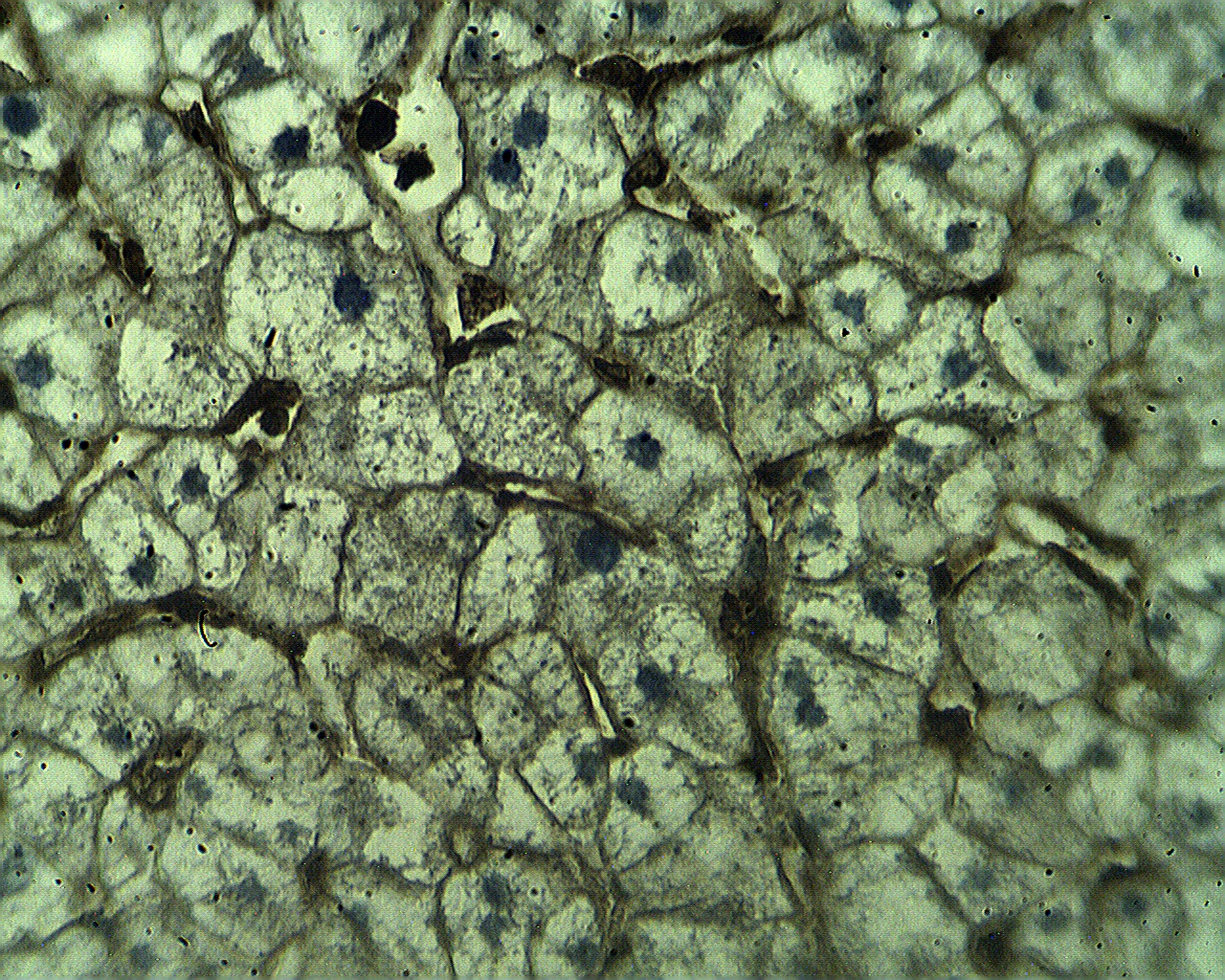 Immunohistochemistry image using beta-Actin (NT) antibody (Cat. No. X2742P) on normal human liver tissue sections at 10 µg/ml.